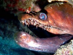 Proceed with caution…this good fellow has been around awh... by Glenn Poulain 
